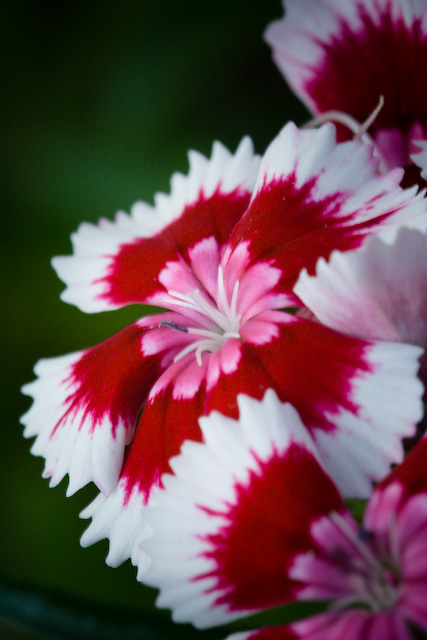 Flore