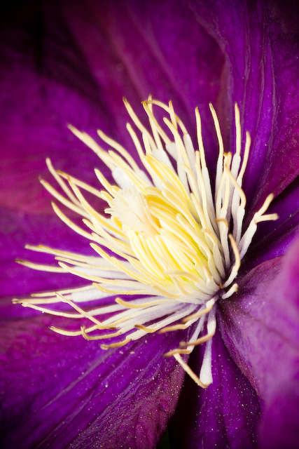 Flore