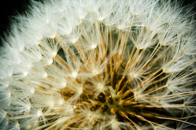 Flore