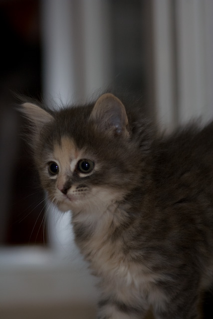 Lily