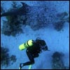 Plongée en mer rouge