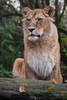 Zoo d'Amnéville