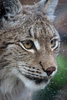 Zoo d'Amnéville