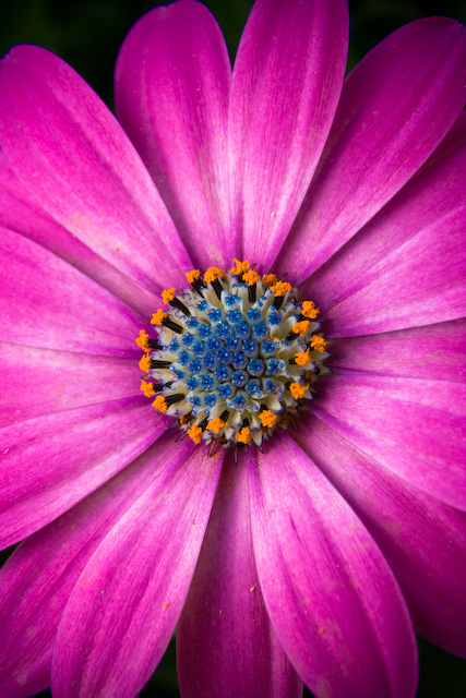 Flore