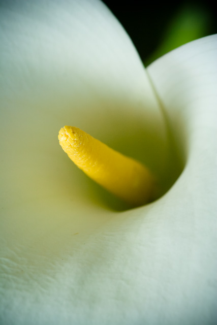 Flore