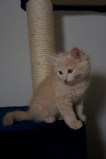 Lily